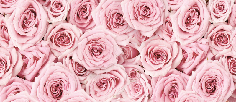 roses-01