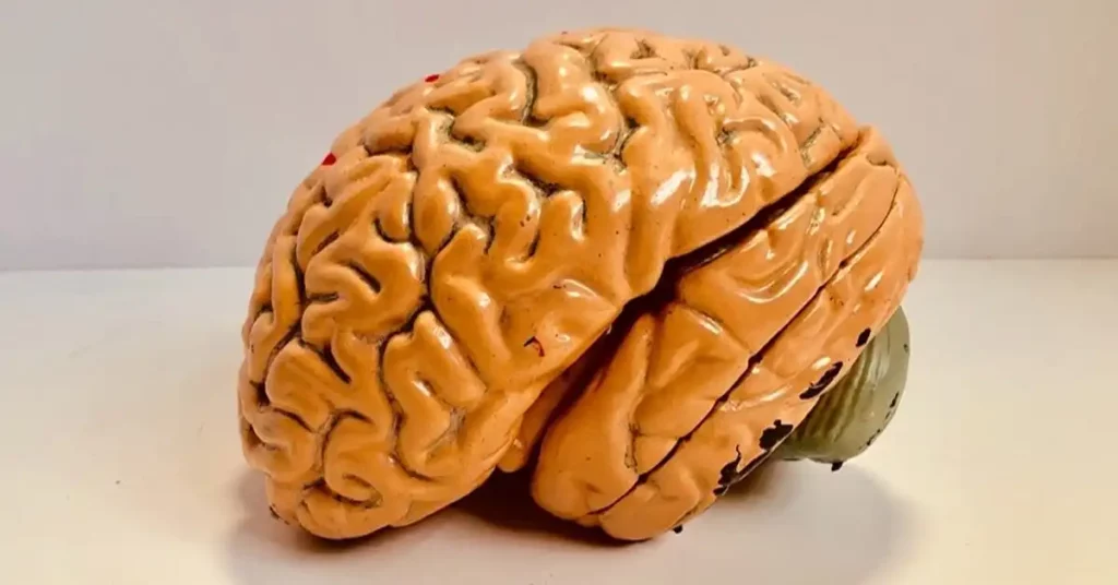 image of a model brain representing brain injuries