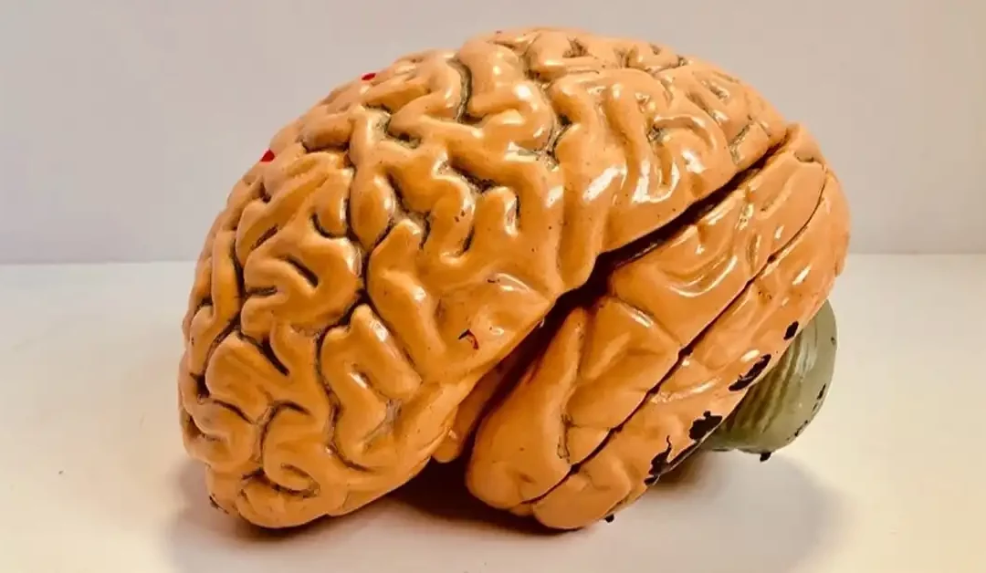 Understanding Brain Injuries: Anoxic vs. Hypoxic