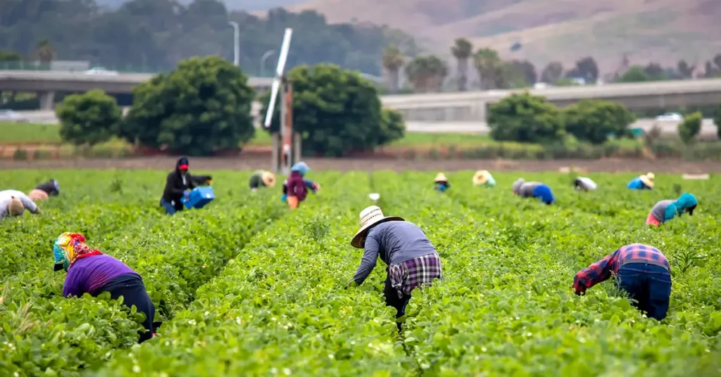 Workers harvesting crops in a large agricultural field, reflecting employment-related immigration matters handled by immigration attorneys.